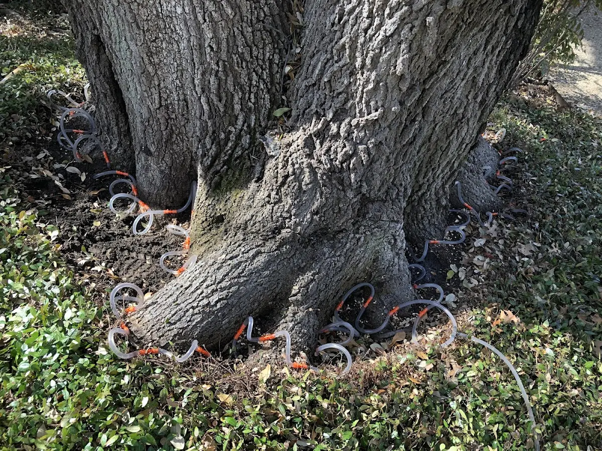 Detailed Tree Cabling and Bracing job site in Itasca