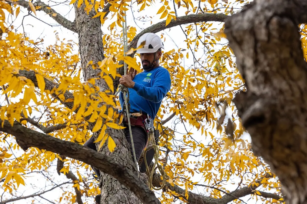 Skilled Emergency Tree Service crew working in Itasca